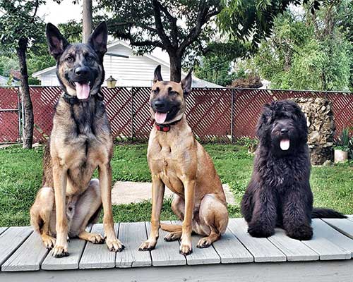 Off Leash K9 Training of Central Coast 