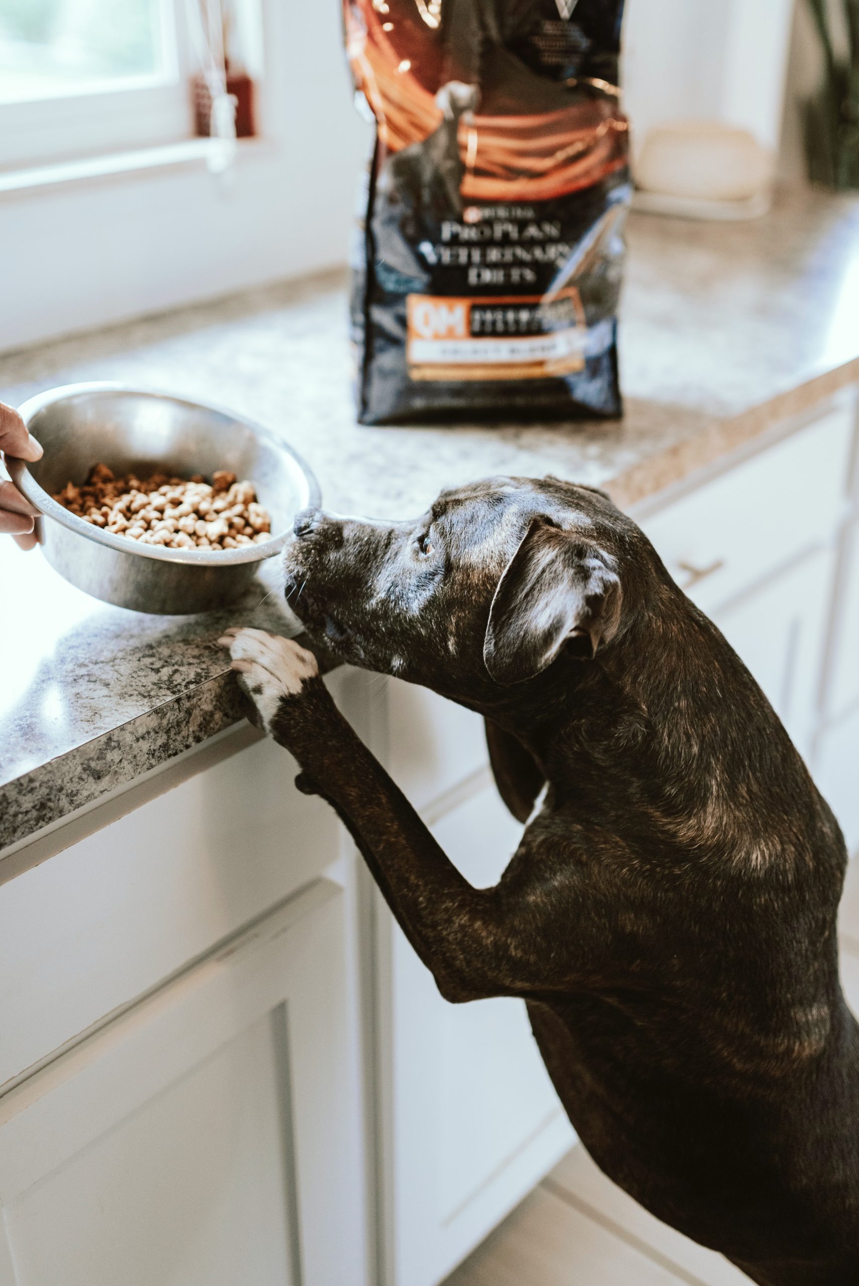 2 Simple Ways To Improve Your Dog's Diet