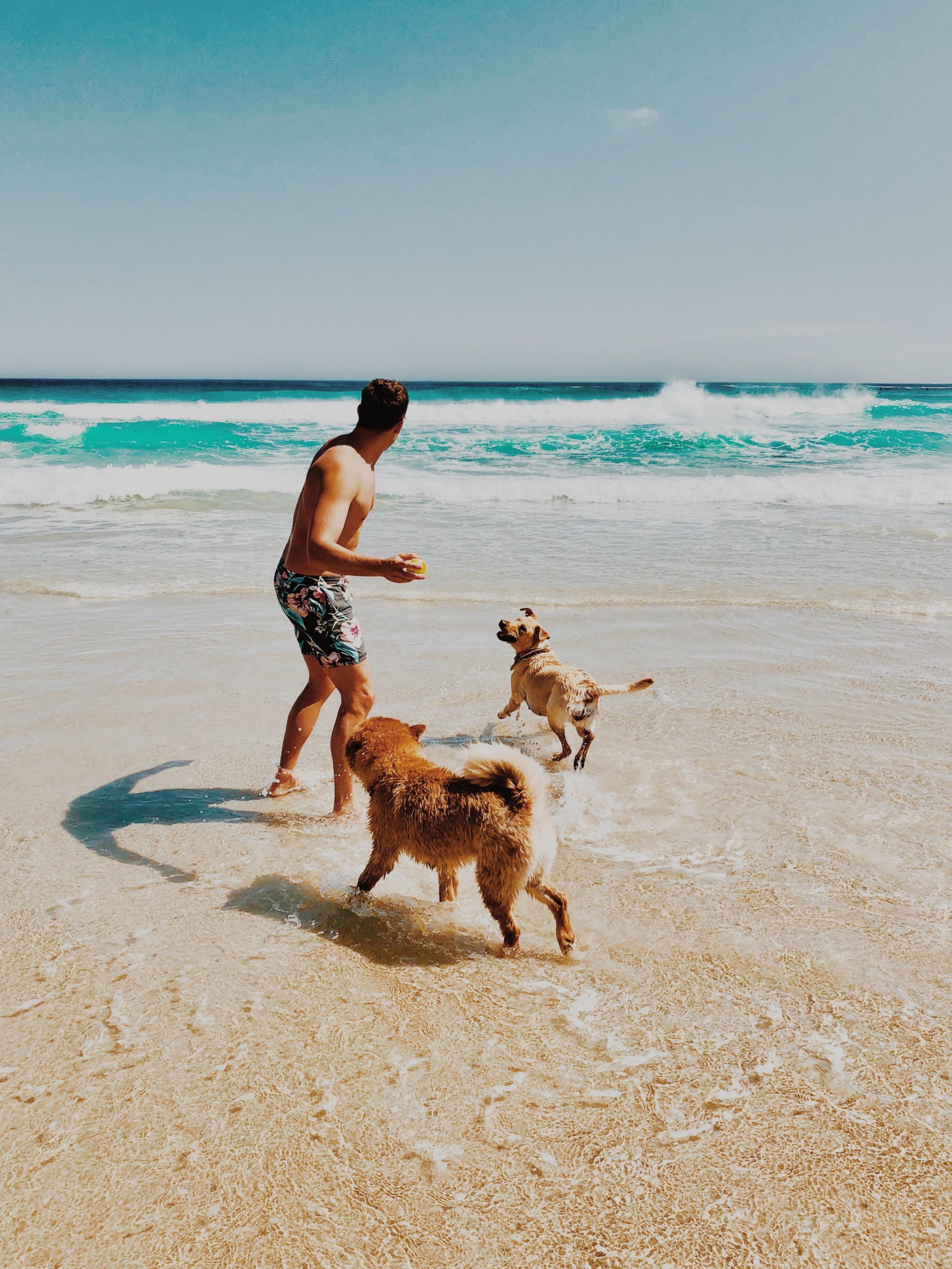 best dog beaches