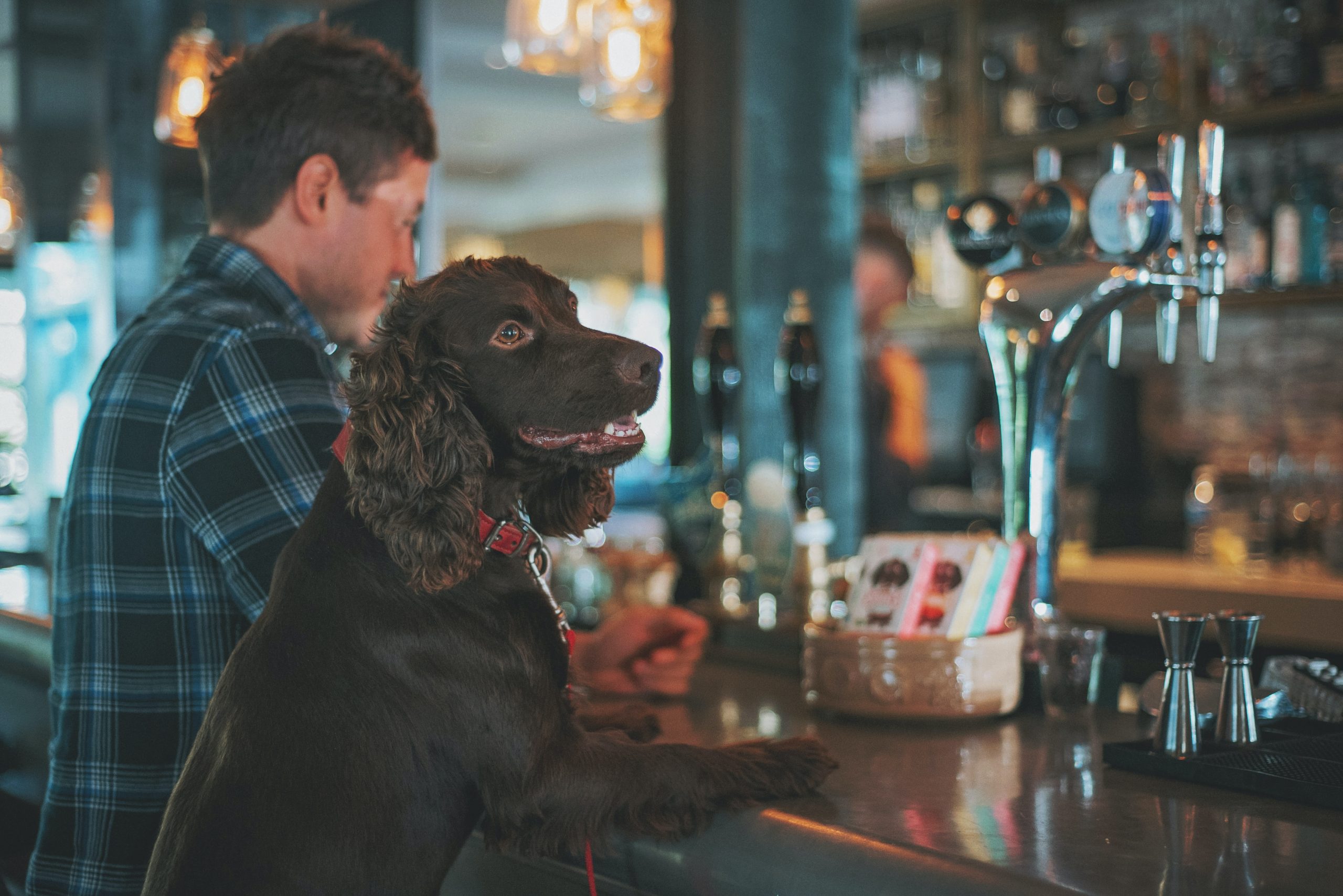 dog friendly bars and pubs