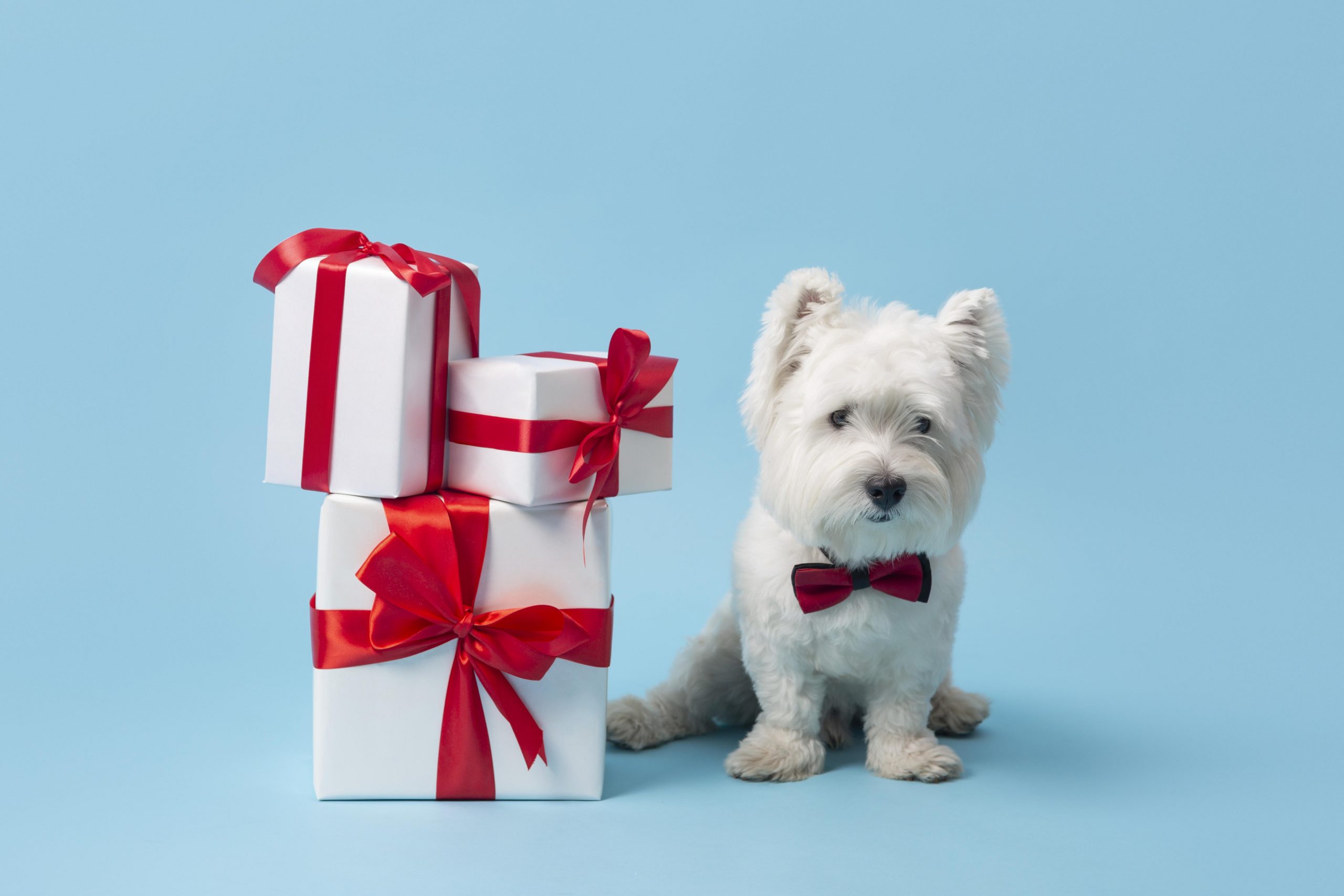 Gift Ideas for Dogs
