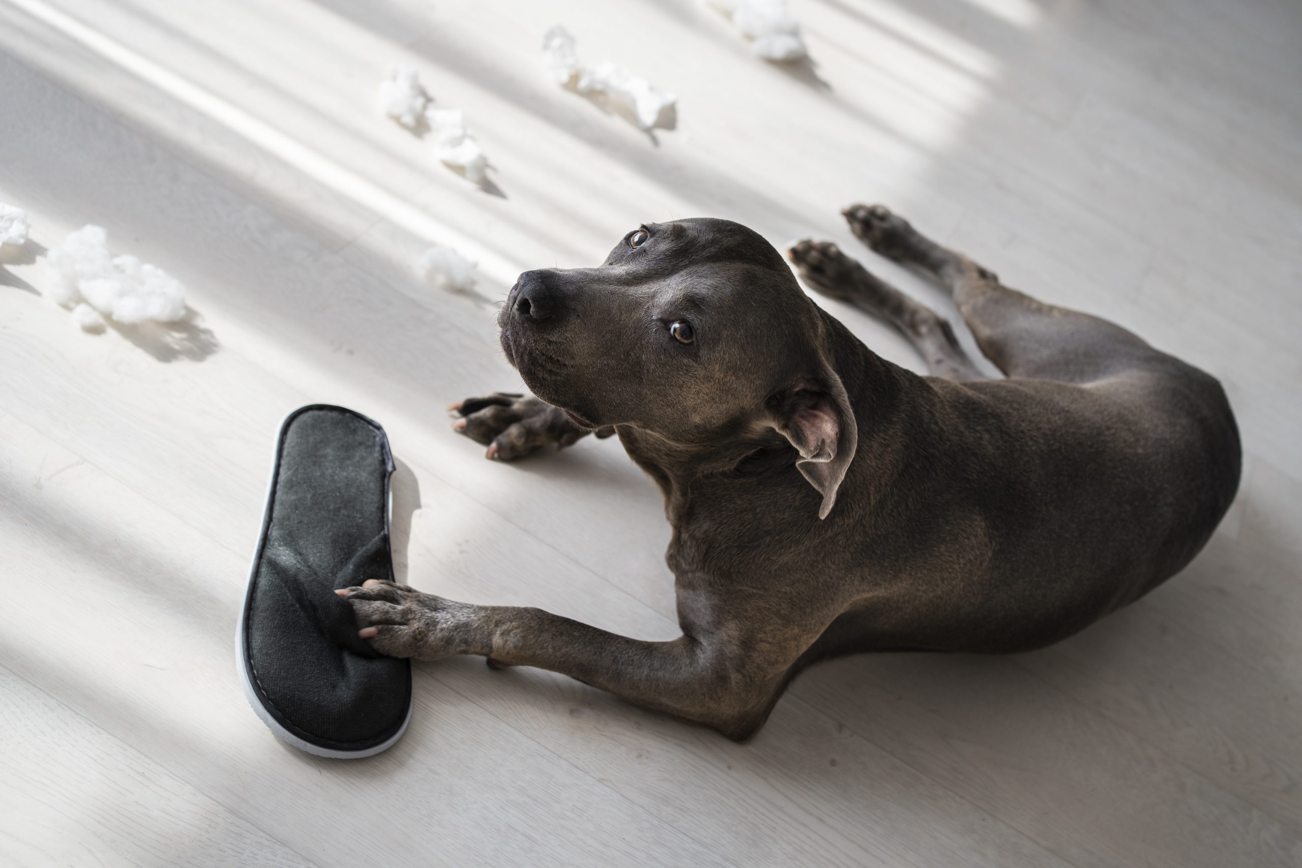 Ever wondered why your dog sometimes spins in circles before lying down? Such quirky behaviors are often rooted in primal instincts or have specific meanings that might surprise you. For instance, that twirl is believed to be a leftover trait from their wild ancestors who padded down grass to create a comfortable sleeping area and deter potential pests. Similarly, dogs licking their humans is not merely a gesture of affection but also a sign of submission and respect. In fact, a study found that nearly 50% of dog owners misinterpret this behavior. Understanding these subtle cues can bridge communication gaps between humans and their canine companions, enhancing the bond and ensuring their needs are met more effectively. Dogs display strange behaviors like circling before lying down, which traces back to ancestral habits for safety. Sudden freezing indicates alertness or curiosity. Excessive yawning often signals stress. Tail chasing can point to boredom or health issues. Bringing items shows trust and playfulness, while head tilting enhances understanding of sounds and sights. 6 Strange Things Dogs Do and What They Really Mean – Explained Dogs often circle before lying down, a behavior that seems odd but has roots in the wild. This instinctive action dates back to their ancestors, who would pat down grass to make a comfortable and safe sleeping spot. It's their way of ensuring they stay cozy and secure. Even though domestic dogs have comfortable beds, this habit persists. It is a reminder of their ancient lineage. Another strange behavior is when dogs suddenly freeze in place. This can happen when they're on a walk or even at home. It's usually a sign of curiosity or alertness. They might have heard an unfamiliar sound or sensed something unusual. By freezing, they try to gather more information before deciding their next move. Excessive yawning in dogs can be confusing for many owners. Though it might look like they are just tired, yawning often indicates stress or anxiety. Dogs may yawn when they're uneasy in a new environment or around unfamiliar people. It's their way of calming themselves down. Paying attention to this can help owners understand their pet's emotional state better. Tail chasing is another peculiar action that amuses many but can mean different things. Sometimes it's just a playful act, but other times it can signal discomfort or boredom. Dogs might also chase their tails if they have fleas or other irritants. If a dog excessively chases its tail, a trip to the vet might be necessary. This ensures the behavior is not a symptom of a health issue. 60 Strange Dog Behaviors Finally Explained 1. Circling Before Lying Down Dogs have a quirky habit of circling before they lie down. This behavior, although odd to us, has deep evolutionary roots. In the wild, dogs would circle to flatten grass and make a safe spot to rest. This instinct ensured they were comfortable and unexposed to pests. Modern dogs continue this ritual, even in cozy beds. Interestingly, this circling behavior might also have a neurological basis. Dogs spin to stretch their muscles, preparing them for rest. This act can help increase blood flow and relax the body. By ensuring they feel secure and comfortable, dogs can sleep more soundly. So, it's more than just a funny quirk. Another reason dogs circle is linked to temperature regulation. In warmer climates, dogs might circle to find a cool spot on the ground. Conversely, in colder settings, they might circle to gather warmth. This action helps them maintain an optimal body temperature. Sometimes, health issues can cause exaggerated circling. If your dog circles excessively or seems uncomfortable, it could be a sign of discomfort or pain. Joint issues or sores might make it hard for them to settle down. Observing their behavior can provide clues to their well-being and might warrant a vet visit. 2. Sudden Freezing in Place When a dog suddenly freezes in place, it can seem odd or even alarming. This behavior is usually a reaction to something they perceive as unusual or potentially threatening. It's a primal instinct kicking in, dating back to their wild ancestors. By freezing, they try to assess the situation. They listen, sniff, and observe to decide their next move. A dog might freeze if they hear a strange noise. This could be a siren, a distant bark, or an unfamiliar human voice. Their heightened senses pick up on these sounds, causing them to pause. This moment of stillness allows them to gather information. It's their way of ensuring safety before proceeding. Freezing could also be related to a scent they catch. Dogs have an incredible sense of smell, and a new or intriguing scent might make them stop in their tracks. This can happen during a walk when they encounter something new. By freezing, they can better analyze the scent. This helps them understand their surroundings more deeply. In some cases, freezing could indicate fear or anxiety. New environments, unknown animals, or even certain people can trigger this reaction. If a dog frequently freezes and seems distressed, it might be worth consulting a veterinarian. They can help rule out any underlying health or behavioral issues. 3. Excessive Yawning Excessive yawning in dogs can often be misunderstood by their owners. While yawning might seem like a sign of tiredness, it can also indicate stress or anxiety. For example, dogs may yawn when they feel uneasy during a vet visit. The act of yawning helps them to calm down and manage their nerves. Observing this can help owners recognize when their pet feels anxious. Yawning also serves as a communication tool among dogs. When a dog yawns in the company of other dogs, it can signal peace and relaxation. This behavior helps prevent conflicts and promotes a calm environment. In social situations, a yawn can diffuse tension. Understanding this can improve interactions during dog gatherings. There are times when a dog yawns in response to human actions. If you yawn, your dog might yawn back. This phenomenon, known as contagious yawning, highlights the strong bond between dogs and humans. It's a form of empathetic behavior. Such responses indicate your dog's attentiveness to your emotions. Noticing your dog yawning frequently can also be a health indicator. Sometimes, dogs might yawn excessively due to discomfort or pain. If this behavior persists, it might be worth checking with a vet. Ensuring your dog is physically healthy can prevent misunderstandings about their yawning. Yawning can occur when a dog is adjusting to new surroundings. Moving to a new home, meeting new people, or facing unfamiliar situations can make a dog yawn more. It's their way of coping with change. Recognizing this behavior can help owners provide better support during such transitions. 4. Tail Chasing Tail chasing in dogs can be both amusing and puzzling for owners. Often, young puppies chase their tails out of curiosity and playfulness. They might not realize that their tail is a part of their own body. This behavior can provide them with entertainment and exercise. Over time, most dogs outgrow this phase. For some dogs, tail chasing can indicate boredom. When a dog lacks stimulation or sufficient exercise, they may resort to chasing their tails to burn off energy. Enriching their environment with toys and activities can help reduce this behavior. Regular walks and playtime are essential. These strategies can keep your dog both physically and mentally engaged. Sometimes, tail chasing can signal an underlying medical issue. Dogs might chase their tails if they have fleas, skin irritations, or allergies. If the behavior is frequent or intense, a visit to the vet is advisable. Early intervention can prevent further discomfort and complications. In rare cases, tail chasing can be a sign of an obsessive-compulsive disorder (OCD) in dogs. This condition can be triggered by stress, anxiety, or neurological issues. Dogs with OCD might chase their tails excessively, causing harm to themselves. Consulting a veterinarian or a pet behaviorist can provide guidance and treatment options. Observing your dog's tail-chasing behavior can offer valuable insights. Note the frequency, duration, and context of the behavior. This information can help determine whether the tail chasing is a harmless pastime or a sign of something more serious. Being attentive to these details ensures your dog's overall well-being. 5. Bringing Things to You When a dog brings items to you, it may seem like a simple game, but it often holds deeper meaning. This behavior can be a sign of trust and affection. Dogs may bring their favorite toys to you as a way of sharing something they value. It’s their unique way of saying, "I love you." This act shows a bond between the dog and its owner. Another reason dogs bring things to you is the desire for playtime. They might drop a ball or toy at your feet, hoping you'll join in the fun. This behavior stimulates their natural instincts to retrieve and engage. Responding positively to these cues can strengthen your relationship. Playtime is crucial for their physical and mental well-being. During hunting times, dogs were bred to retrieve game for their human companions. Modern dogs, though rarely used for hunting, retain this instinct. Bringing items to their owners can be their way of fulfilling this ingrained behavior. It can also keep them mentally challenged and satisfied. Recognizing this instinct can help owners engage their dogs in fulfilling activities. Sometimes, dogs bring items to seek attention. If they feel neglected or ignored, this behavior can be a call for interaction. Offering them attention and praise when they bring items can reinforce positive behavior. However, it’s essential to balance this so it doesn’t turn into a demand for constant attention. Setting boundaries can ensure a harmonious relationship. In some cases, dogs might bring unusual items, like shoes or clothing, to their owners. This can be a sign of anxiety or comfort-seeking. They might pick up objects that carry your scent to feel closer to you when you’re not around. Understanding this behavior can help address their emotional needs. Providing comfort and reassurance can ease their anxiety. 6. Tilting Their Heads When a dog tilts its head, it's one of the most endearing behaviors to witness. This charming action is not just for show; dogs tilt their heads to better hear and understand sounds. By adjusting their ear position, they can pinpoint the source of a noise more accurately. This helps them gather as much information as possible. It’s their way of making sense of their environment. Head tilting can also signal curiosity and attentiveness. If you speak in an animated tone or use a new word, your dog might tilt its head in response. They are trying to decode what you’re saying and gauge your emotions. This shows their eagerness to connect with you on a deeper level. Dogs are keen observers of human behavior. Some studies suggest that head tilting may be linked to better vision for certain breeds. Dogs with longer muzzles might tilt their heads to get a clearer view past their snout. This action can help them focus on specific objects or faces more effectively. The behavior is both practical and adaptive. In addition, head tilting can be a learned behavior that gets reinforced over time. Owners often react positively when dogs tilt their heads by giving attention or treats. This encourages dogs to repeat the action, knowing it will lead to rewards. It's an example of how dogs learn from human interactions. If head tilting becomes frequent or seems abnormal, it could indicate health issues like ear infections or neurological problems. Observing any accompanying symptoms like shaking or scratching will provide clues about the underlying cause. Consulting a veterinarian for persistent head tilting ensures the dog's well-being and comfort. Decoding Dog Behavior: A Much Needed Guide for Owners Understanding your dog's behavior is crucial for building a strong bond. When dogs circle before lying down, it might look strange, but this action has evolutionary roots. Their wild ancestors did this to flatten grass and create a safe resting spot. Recognizing this behavior helps owners appreciate their pet's instincts. It's a small window into their ancient past. Noticing when your dog suddenly freezes can be quite telling. This behavior often signals curiosity or alertness to unfamiliar sounds or scents. By freezing, dogs gather more information from their environment. This instinctual action helps them assess potential threats or interesting occurrences. Paying attention to these moments can enhance communication with your pet. Excessive yawning is another behavior that can be misinterpreted. While it might indicate tiredness, it often signals stress or anxiety. Dogs may yawn to calm themselves in unfamiliar situations. Recognizing this as a stress indicator can help owners provide comfort and reduce anxiety. Understanding these subtle cues is key to your dog's well-being. When dogs bring items to you, it's not always about play. This behavior can signify trust, a desire for interaction, or an attempt to share something valuable. Dogs might carry objects that smell like their owner for comfort. Responding positively to this action can strengthen the bond between you and your pet. It's their way of communicating affection. Lastly, the adorable head tilt often means your dog is trying to understand you better. This behavior helps them hear and interpret sounds more accurately. It can also be a sign of attentiveness and curiosity. Knowing this can encourage more meaningful interactions with your dog. Each tilt is a reminder of your canine's desire to connect with you. Enhancing the Human-Dog Bond Through Understanding Building a strong bond with your dog starts with understanding their behaviors. Recognizing why dogs circle before lying down shows respect for their ingrained instincts. This behavior, rooted in their wild ancestry, demonstrates their need for security. By appreciating these actions, owners can create a more comfortable environment for their pets. It reinforces trust and companionship. Understanding your dog's body language is key to effective communication. When dogs freeze in place, they are usually taking in their surroundings. This action allows them to process new information and decide on their next move. By recognizing this behavior, owners can better understand their dog's responses to various stimuli. Communication becomes clearer, and the bond strengthens. Dealing with a stressed or anxious dog requires patience and knowledge. Subtle cues like excessive yawning can indicate that your dog is overwhelmed. Recognizing these signs can help in providing timely comfort and reducing anxiety levels. This understanding fosters a nurturing environment. Consistent care results in a happier and more confident pet. Play is a crucial aspect of bonding and understanding. When dogs bring items to their owners, it's not just a simple request for play. It signifies trust, a desire for interaction, and sometimes comfort-seeking. Engaging positively in these moments enhances the relationship. It encourages open communication and mutual enjoyment. Head tilting is an engaging behavior that shows your dog's attentiveness. Dogs do this to hear and understand their owners better. Responding to their head tilts with interaction and encouragement can deepen your connection. It shows your dog that you are receptive and eager to communicate. Mutual understanding leads to a stronger, more fulfilling bond. Common Misunderstandings in Interpreting Dog Actions One common misunderstanding is thinking that tail wagging always means a dog is happy. In reality, wagging can indicate a range of emotions, including excitement, anxiety, or even aggression. The position and speed of the wag can offer clues. For example, a low wag often signals nervousness, while a high, fast wag might indicate excitement. Observing these nuances helps provide a more accurate interpretation. Many people believe that when a dog licks them, it's purely a sign of affection. While licking can show love, it also serves other purposes. Dogs lick to communicate, groom, and even relieve stress. Understanding this multifaceted behavior can help you respond appropriately. It’s not always about affection. Growling is frequently mistaken as solely a sign of aggression. However, dogs also growl to communicate discomfort, fear, or frustration. It's a warning signal that something is amiss. Ignoring this can lead to misunderstandings and potential conflicts. Addressing the cause of the growl is essential for harmony. Some owners think that excessive barking is just bad behavior. Barking is a dog's way of communicating various needs and emotions. They may bark out of boredom, to alert you, or because of fear. Identifying the reason behind the barking is crucial for effective training. This ensures the dog’s needs are met. Another misconception is associating a lowered body posture with guilt. When dogs display this behavior, they are often showing submission or fear. This posture can be a response to your tone or body language, rather than guilt for a misdeed. Recognizing this helps build trust and avoids misinterpretation of their feelings. Expert Opinions on Unusual Canine Habits Experts have weighed in on why dogs circle before lying down, linking it to ancient survival instincts. Dr. Karen Becker notes that this behavior is inherited from wild ancestors who needed to create safe, comfortable spots on the ground. Even though domestic dogs have cozy beds, this instinct remains. It's a fascinating glimpse into the evolutionary past. Understanding this can help pet owners create a secure environment. Veterinarian Dr. Sarah Wooten explains the meaning behind sudden freezing in dogs. She suggests that dogs freeze when they are trying to assess a situation. Whether it's a sound, an unfamiliar scent, or a visual disturbance, freezing helps them gather information. This behavior is vital in understanding their surroundings. Recognizing this can improve owner-dog communication. Excessive yawning often confuses pet owners, but Dr. Julia Albright highlights its link to stress and anxiety. Dogs may yawn frequently in situations where they feel uncomfortable or out of place. Understanding this as a stress signal can help owners provide better support. This promotes a calm and safe environment for the dog. It’s more than just a sign of tiredness. Tail chasing is another behavior that experts, like Dr. Nicholas Dodman, have studied extensively. While it can be playful, it may also indicate something more serious like anxiety or medical issues. Fleas, skin irritations, or boredom can trigger this action. Observing the context of tail chasing is essential. Consulting a vet early can help address potential problems. Dr. Stanley Coren discusses the adorable head tilt that dogs often display. He explains that this behavior helps dogs see and hear better, especially past their long snouts. It's their way of trying to understand what you’re saying. This action also shows curiosity and attentiveness. Effective communication flows from recognizing and responding to these cues. Frequently Asked Questions Understanding dog behaviors can sometimes be challenging for owners. Below are some common questions and answers aimed at shedding light on these curious habits. 1. Why do dogs circle before lying down? Dogs circle before lying down as an instinct passed from their wild ancestors. This behavior helped them create a safe, comfortable sleeping spot by flattening grass and checking the area for danger. Even though modern dogs have soft beds, this habit persists. It makes them feel secure, offering them a sense of comfort derived from their evolutionary past. 2. What does it mean when dogs suddenly freeze? When dogs suddenly freeze, they are usually trying to assess their environment. This behavior allows them to focus on unfamiliar sounds, scents, or sights, helping them decide their next move. This momentary stillness is a natural instinct that enhances their awareness of surroundings. Understanding this can improve communication between you and your dog. 3. Is excessive yawning in dogs always due to tiredness? No, excessive yawning in dogs can also indicate stress or anxiety. Dogs often yawn to calm themselves when they feel uneasy or overwhelmed. Recognizing this behavior helps in offering timely support and reassurance. This can improve your dog's comfort and overall well-being in unfamiliar situations. 4. Why do dogs chase their tails? Dogs chase their tails for various reasons, including playfulness, boredom, or health issues such as fleas. Tail chasing can also indicate anxiety or an obsessive-compulsive disorder. If the behavior becomes frequent or intense, consulting a vet is advisable. This helps address any underlying medical or psychological issues early. 5. What is the purpose of a dog tilting its head? When dogs tilt their heads, they are trying to better hear and understand sounds. This action helps them pinpoint the source of a noise more accurately. Head tilting can also show curiosity and attentiveness to their owner's words. It’s a sign that your dog is engaged and trying to connect with you. 40 Strange Dog Behaviors Explained. Dog Body Language. Jaw-Dropping Facts about Dogs Conclusion Understanding the strange behaviors of dogs can greatly enhance the bond between pet and owner. Recognizing actions such as circling, freezing, and head tilting allows for better communication. This deeper insight ensures your pet's needs are met, fostering trust and companionship. Furthermore, addressing behaviors like excessive yawning and tail chasing promptly can prevent potential health or anxiety issues. Educating yourself on these quirks not only improves your pet's well-being but also enriches your shared experiences. Embracing these unique habits ensures a loving, informed relationship with your canine companion.
