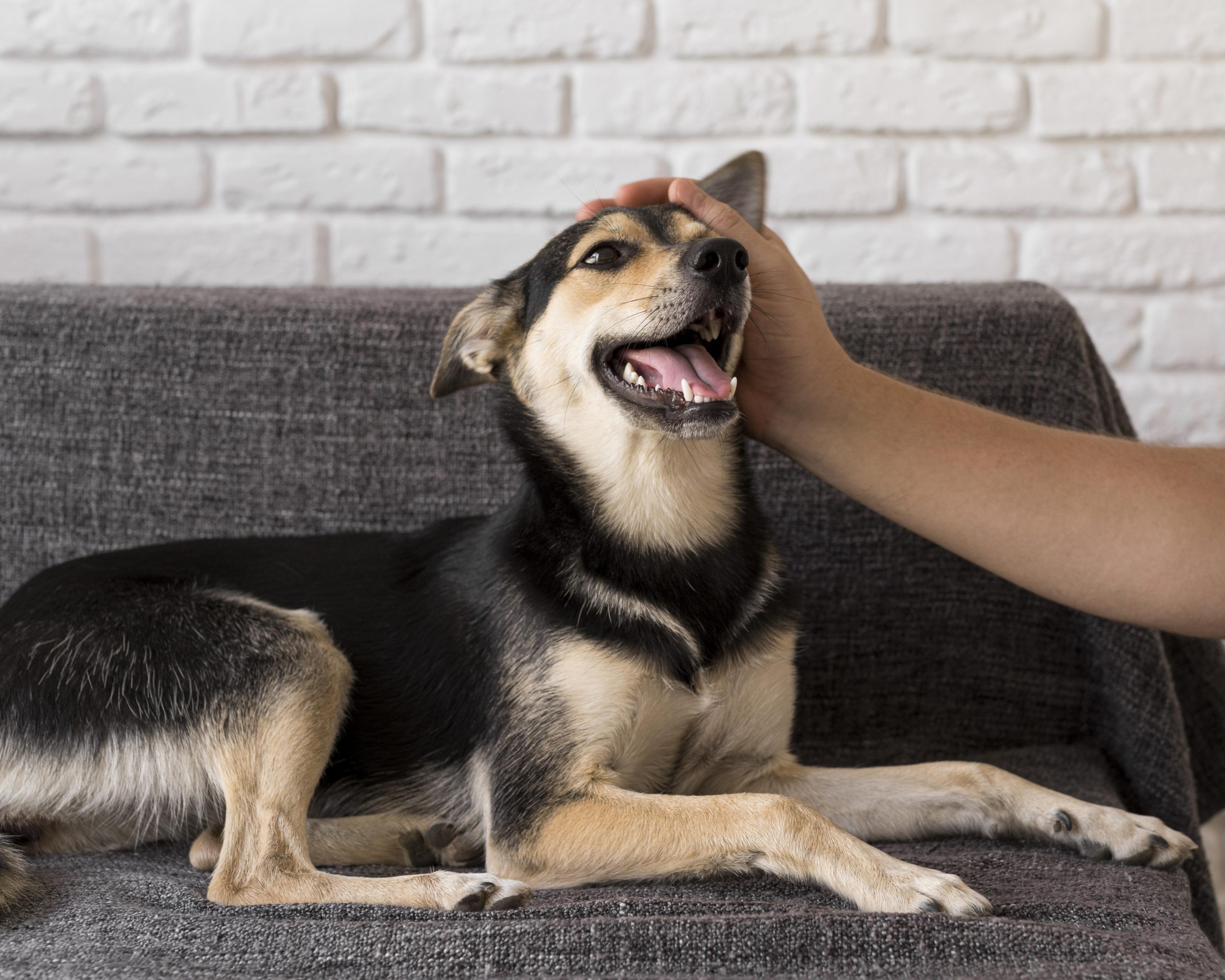 Make Your Dog Happier Every Day