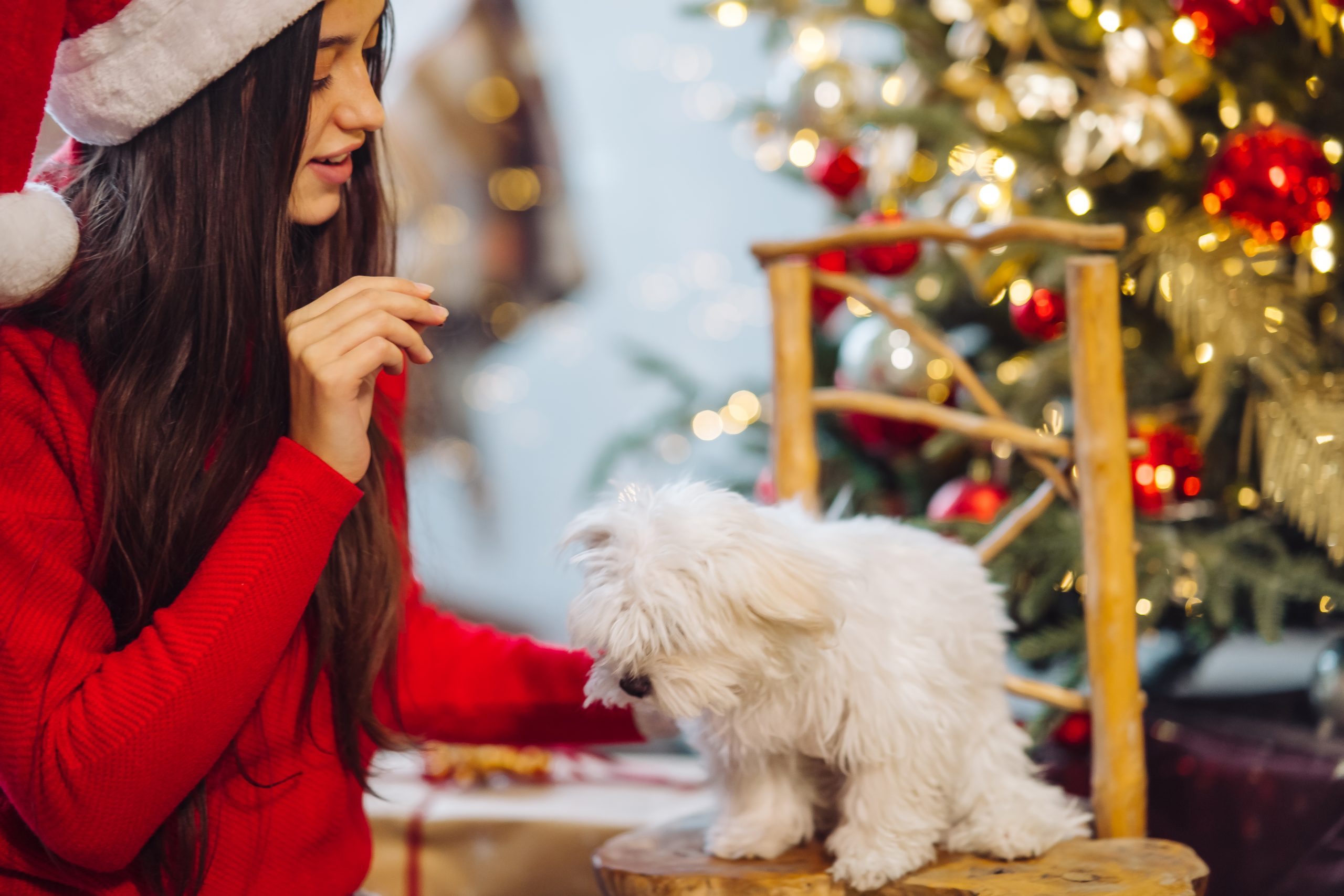Healthy Treat Swaps for Dogs: 7 Options After the Holiday Feast