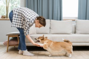 Help Your Dog Feel More Secure at Home