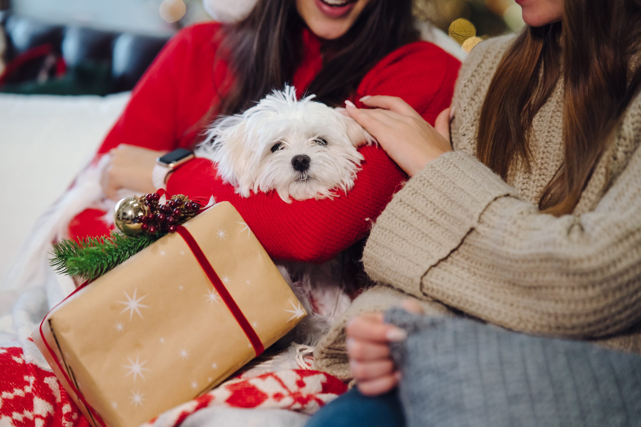 Holiday Traditions Your Dog Will Love