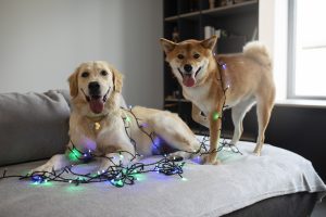 New Year Dog Behavior Reset