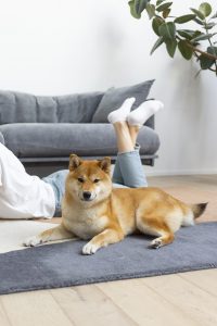 Everyday Habits to Help Your Dog Feel Secure