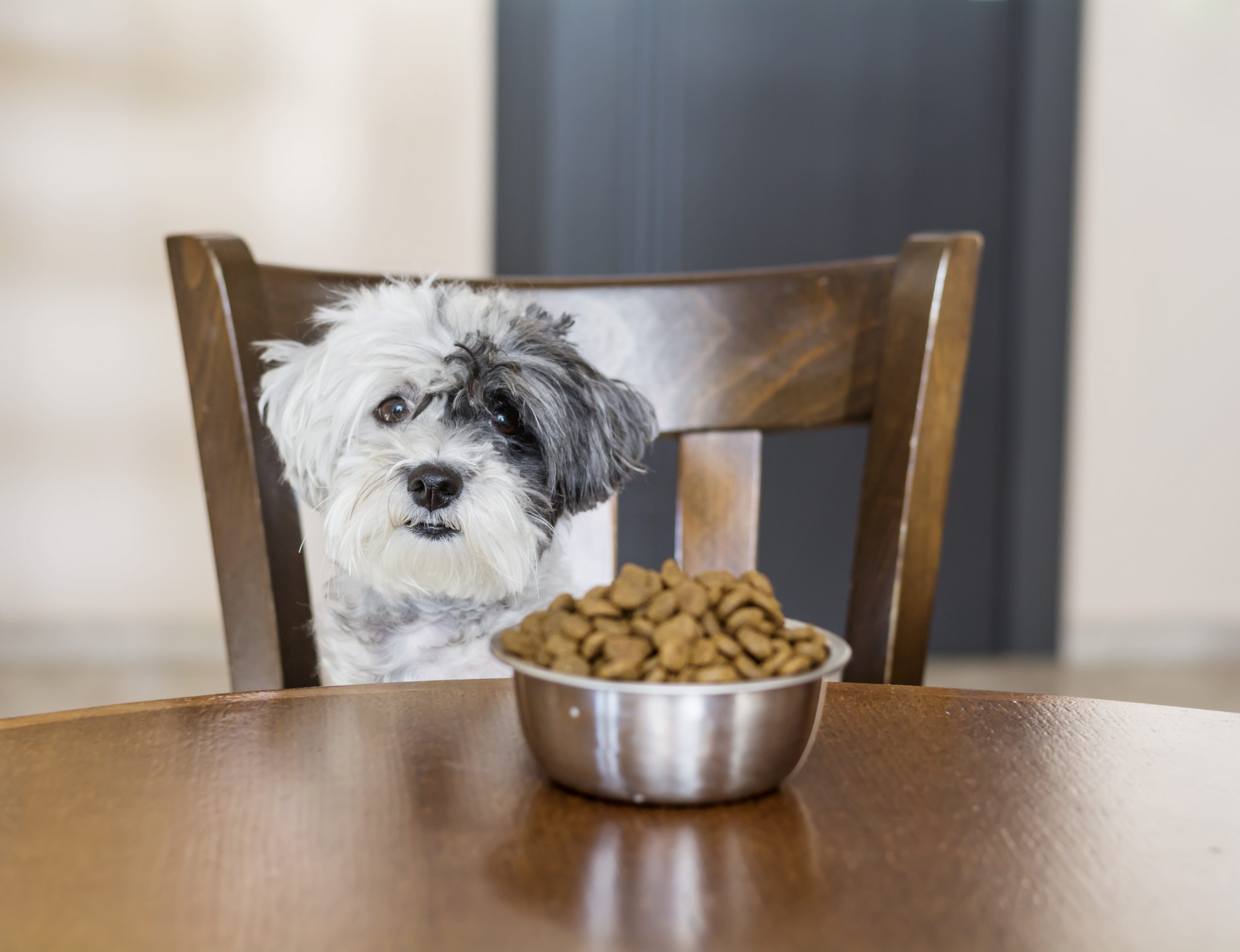 Foods That Help Dogs Maintain a Healthy Weight
