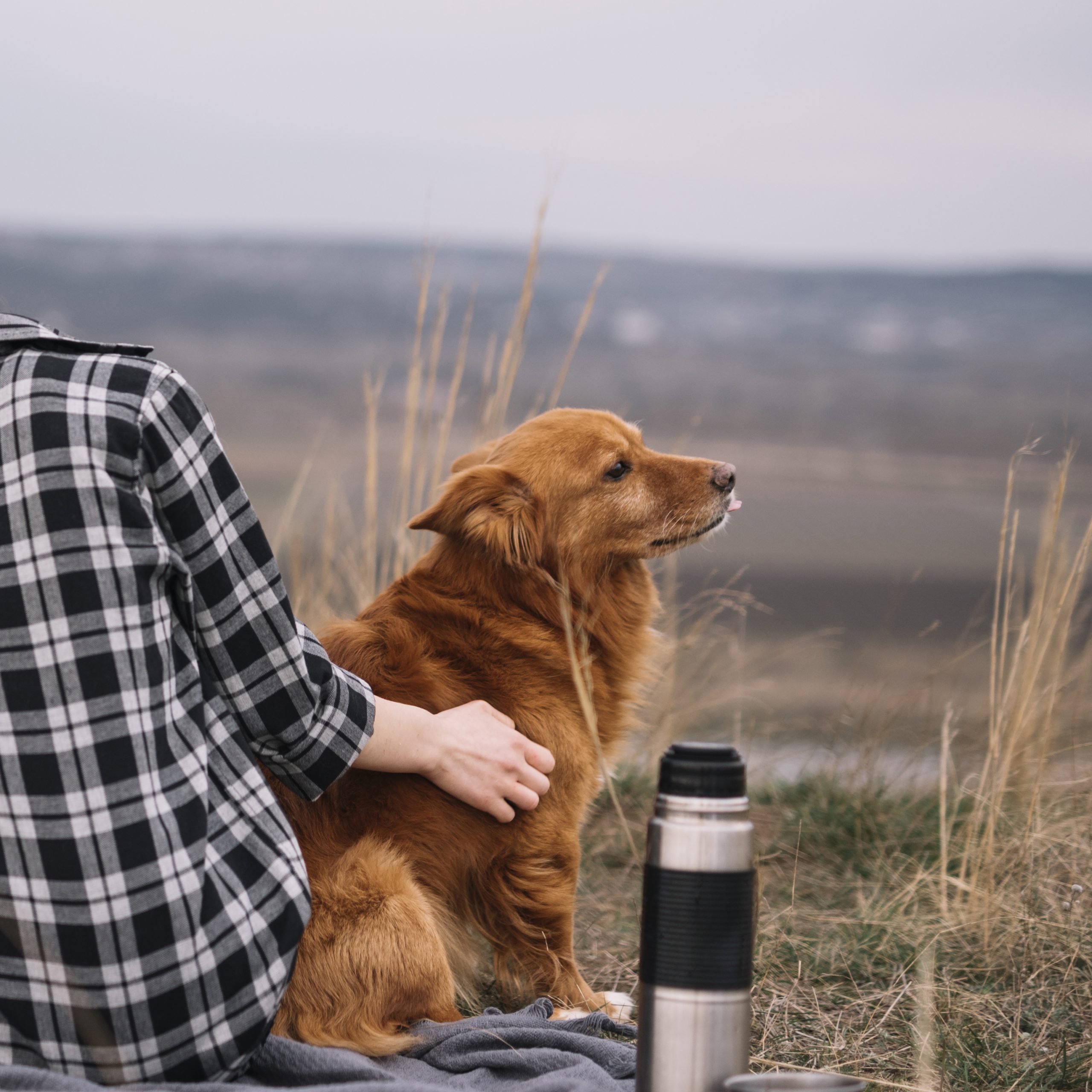 Everyday Moments Dogs Look Forward to the Most