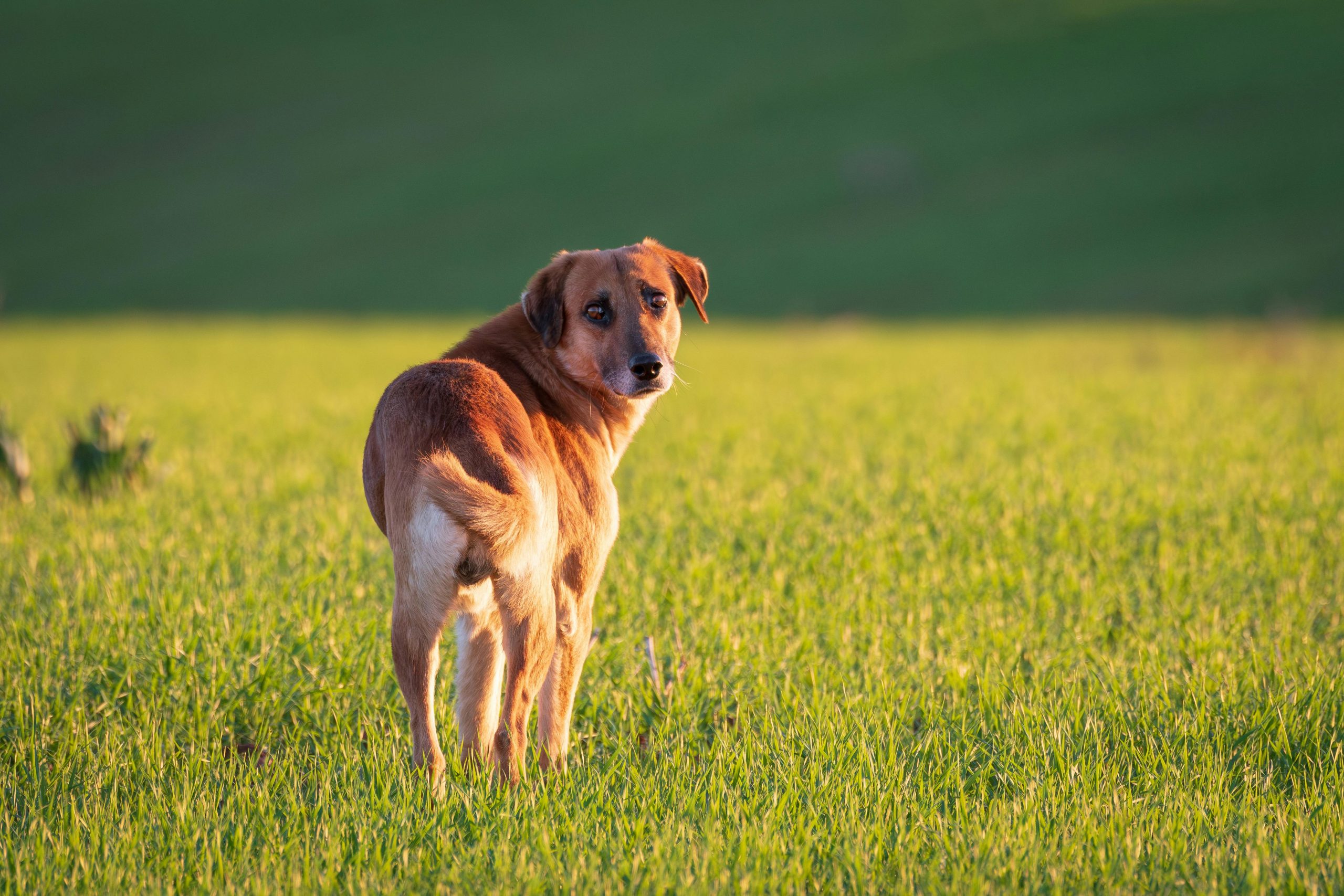 Common Situations That Make Dogs Feel Uncertain