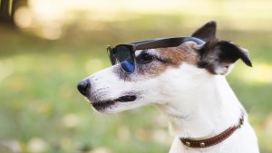 Keep Dogs Cool