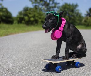 Keep Dogs Cool