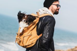 Help Your Dog Stay Calm During Air Travel