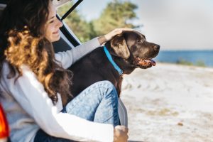 Help Your Dog Stay Calm During Air Travel